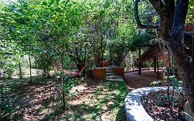 The Thick Forest